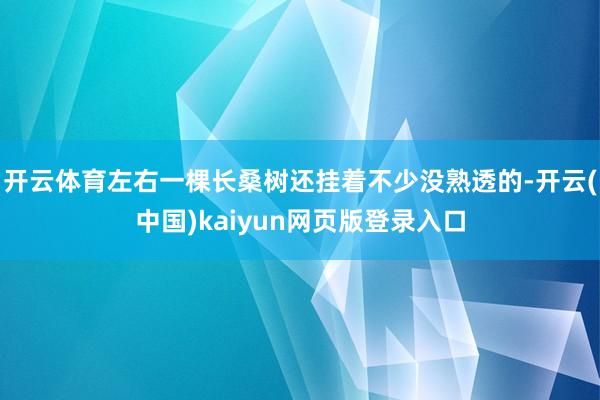 开云体育左右一棵长桑树还挂着不少没熟透的-开云(中国)kaiyun网页版登录入口